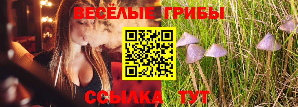 цена   Вход с VPN  Кузнецк  Галлюциногенные грибы Magic Shrooms 